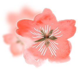 新作スノードームの後ろの桜の花のイラスト